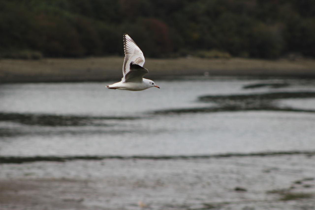 Palafito 1326 Hotel Boutique Chiloe กัสโตร ภายนอก รูปภาพ
